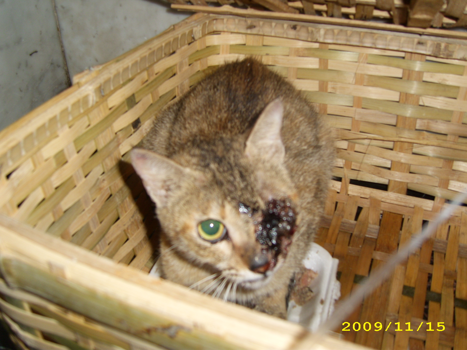 1259243559---tst blind cat-before surgery.JPG 1259243559---tst blind cat-before surgery.JPG